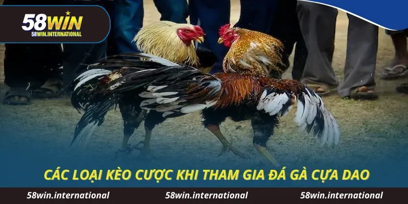 Các loại kèo cược khi tham gia đá gà cựa dao