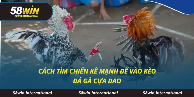 Cách tìm chiến kê mạnh để vào kèo đá gà cựa dao