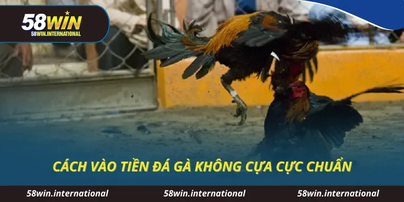 Cách vào tiền đá gà không cựa cực chuẩn