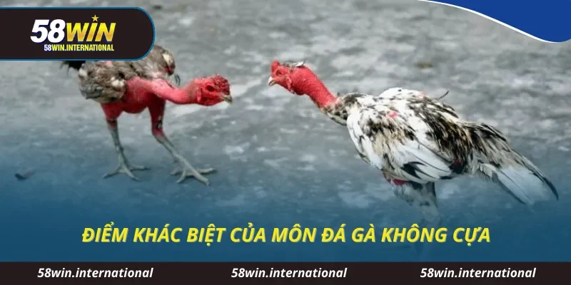 Điểm khác biệt của môn đá gà không cựa