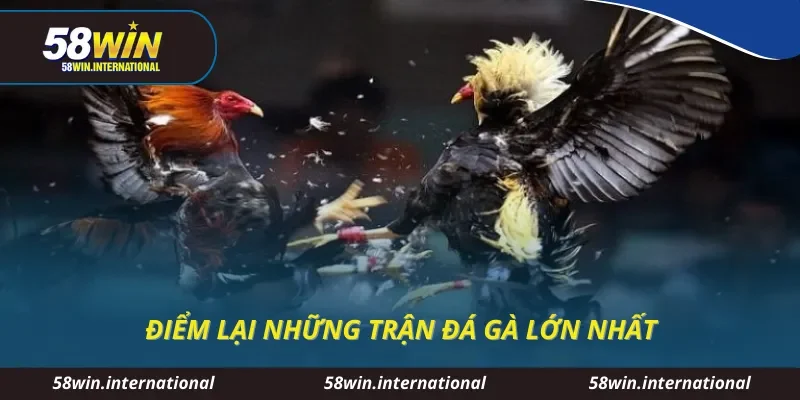 Điểm lại những trận đá gà lớn nhất