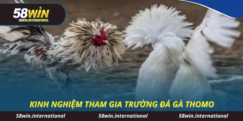 Kinh nghiệm tham gia trường đá gà thomo