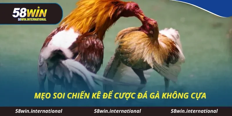Mẹo soi chiến kê để cược đá gà không cựa