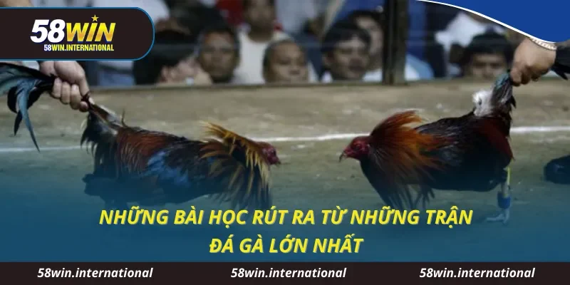 Những bài học rút ra từ những trận đá gà lớn nhất