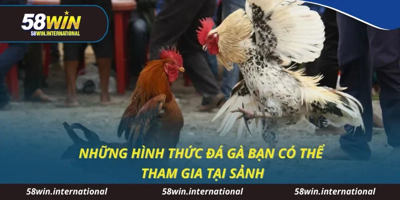 Những hình thức đá gà bạn có thể tham gia tại sảnh