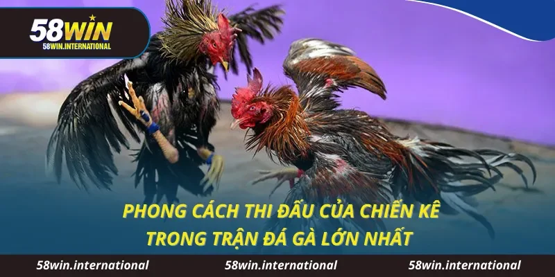 Phong cách thi đấu của chiến kê trong trận đá gà lớn nhất