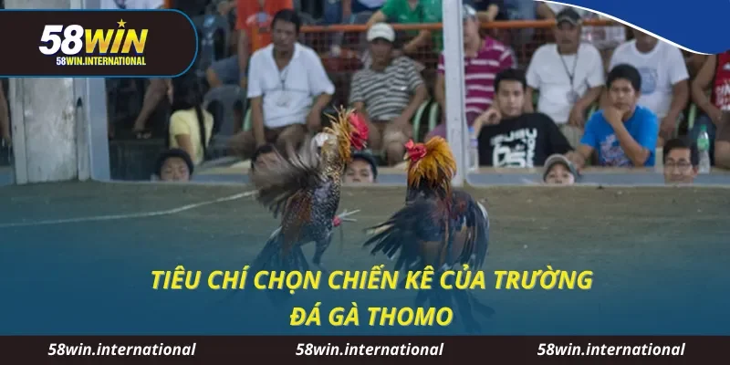 Tiêu chí chọn chiến kê của trường đá gà Thomo
