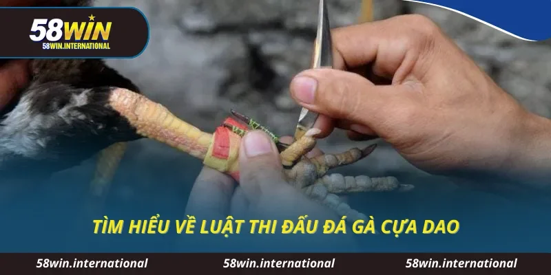 Tìm hiểu về luật thi đấu đá gà cựa dao