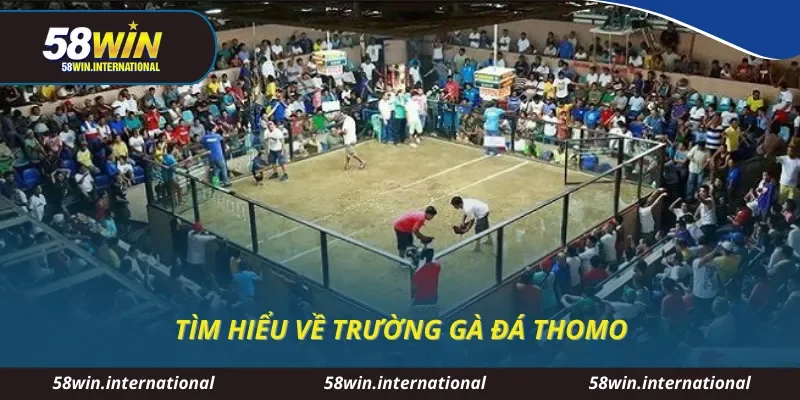Tìm hiểu về trường đá gà thomo