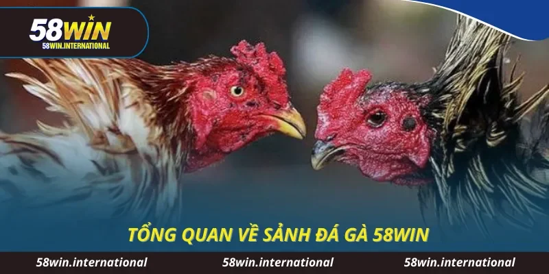 Tổng quan về sảnh đá gà 58WIN