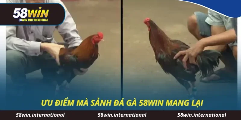 Ưu điểm mà sảnh đá gà 58WIN mang lại